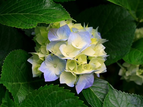 600x600-hydrangeas.jpg